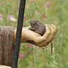 The Staff of Jizo Bosatsu (detail)