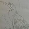 blue heron backpiece sketch