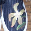Lily Shoes