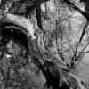 Fallen Log & Reflection, Forest Preserve near Broadview, IL