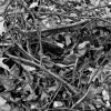 Branches on Ground, Forest Preserve near Broadview, IL