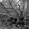 Fallen Trees and Limbs, near Broadview, IL