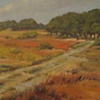 Cathedral Woods at Sanford Farm - Nantucket 