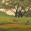 Sonoma Valley Cows