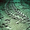 Traces