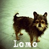 Lomo