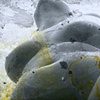 Salt nude