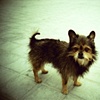 Little dog alone