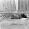 Hidden dog