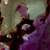 Bacteria_TP_3_3_NK_14B