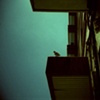 Pigeon about to fly