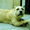 Perro