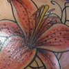 lily