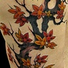 Maple tree