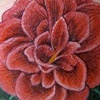 camellia flower