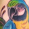 parrot