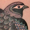 black bird