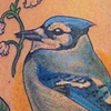 blue jay