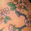 Sakura / Cherry blossoms