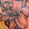 lily