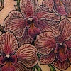 purple orchids
