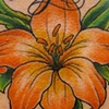 gladiola