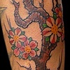cherryblossom branch