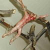 Faggot Fence (detail 1)