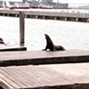 Sea Lion
