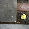 Peeps