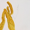Serie jaune 3