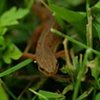 Brown newt
