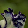 Iris bud