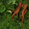 Newts