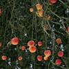 Winter Apples