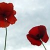 Poppies in the Sky