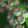 Blueberries