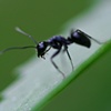Ant