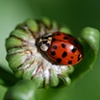 Ladybug