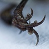 Pine Siskin Claw