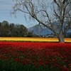 Tulip Field