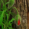 Poppy