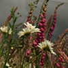 Wildflowers