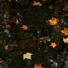 Leaves in Stream