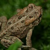 Toad