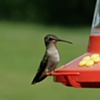 Hummingbird