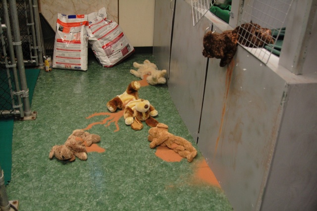 Dead Puppy Puppets