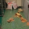 Dead Puppy Puppets