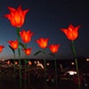 giant tulips bestival 09
