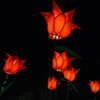 tulips bestival 09